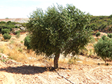 arbre variété arbequina