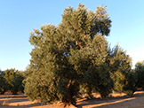 arbre variété empeltre