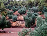 Paysage Les Garrigues 1