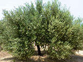 arbre variété hojiblanca