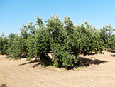 arbre variété Picudo